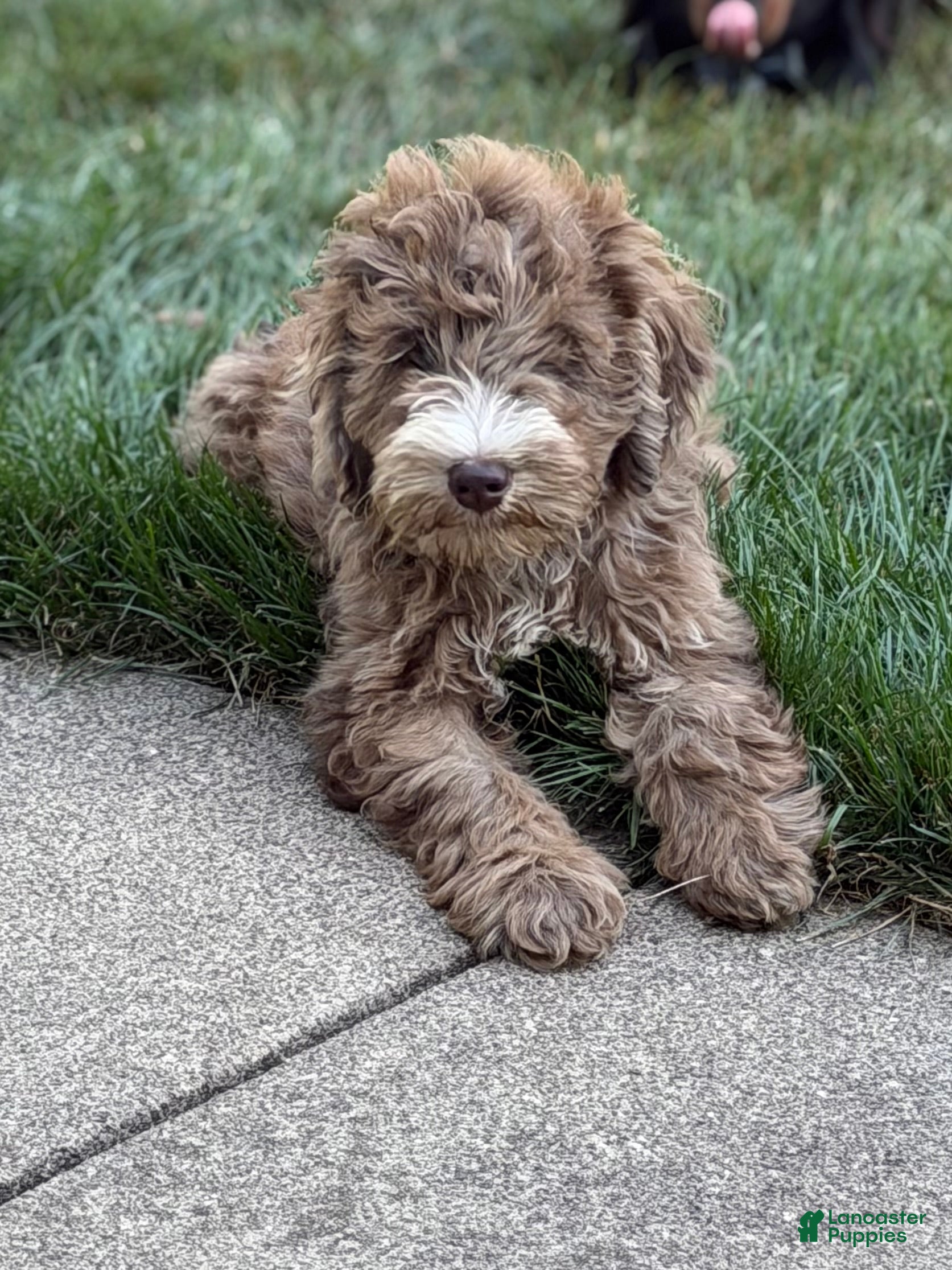 Mini Goldendoodle dogs Mini Goldendoodle 6 - Ad 2