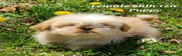 Shih Tzu dogs for sale: Fawn & White Girl - Ad 1