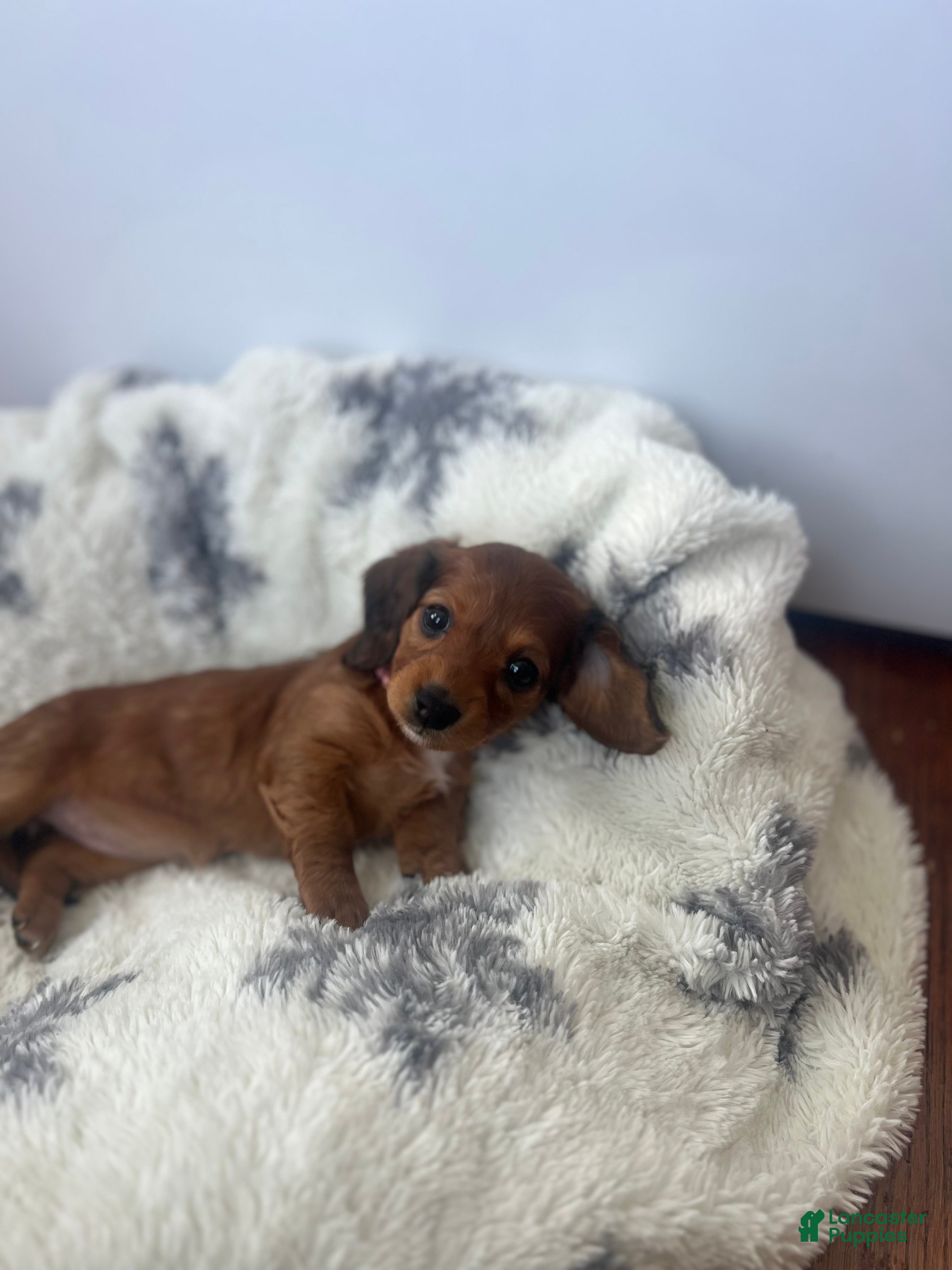 Miniature Dachshund dogs Lilly - Ad 1
