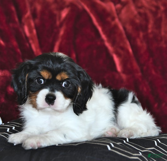 Gallery Image {{count}}