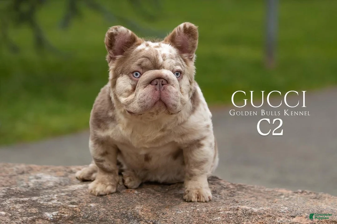 French Bulldog dogs for stud: GUCCI ( Isabella Merle fluffy big rope with c2  - Ad 4