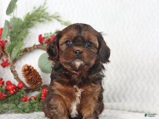 Teddy Bear dogs - Ad 34