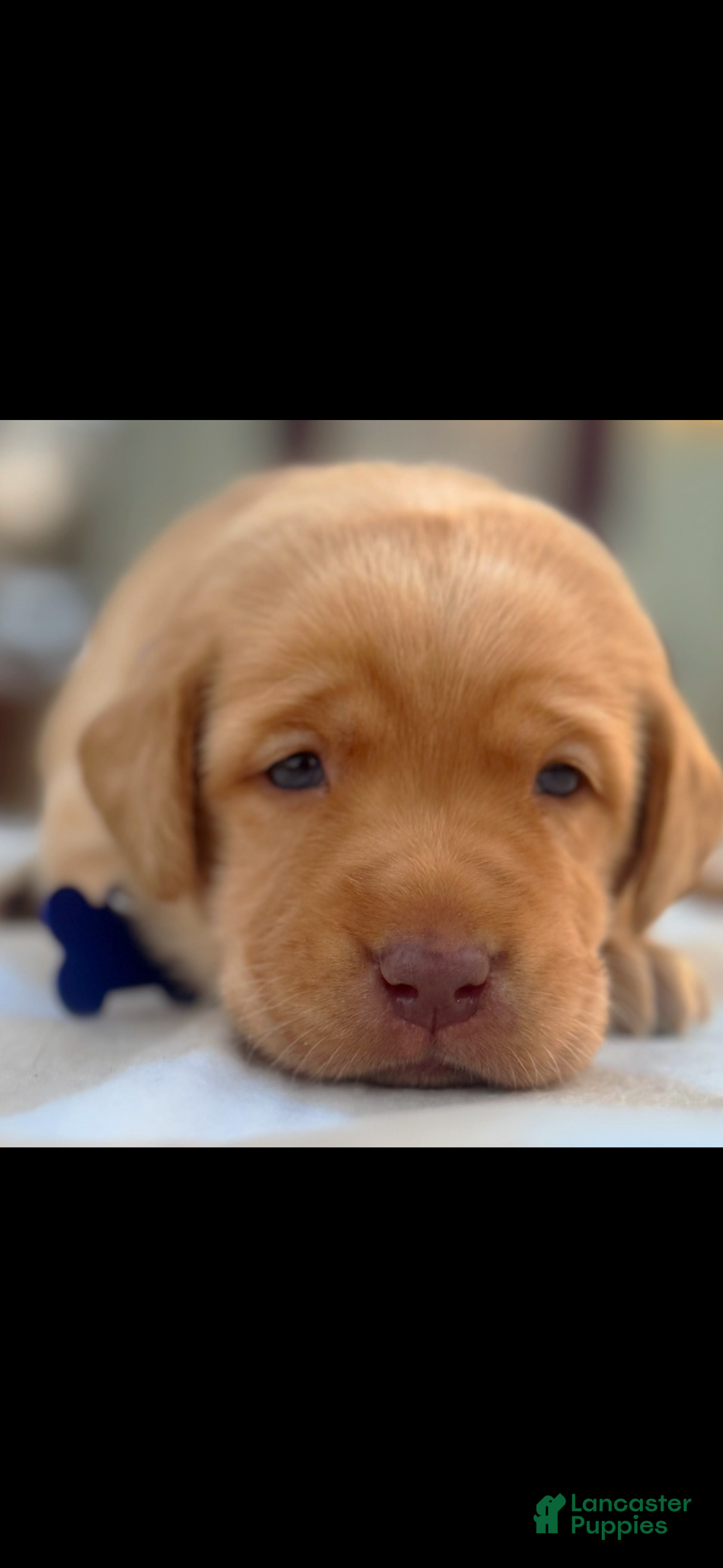 Labrador Retriever dogs for sale: Labrador Retriever Puppy 1 - Ad 21