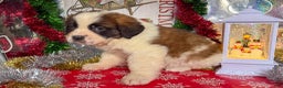 Saint Bernard dogs for sale: Matilda - Ad 2