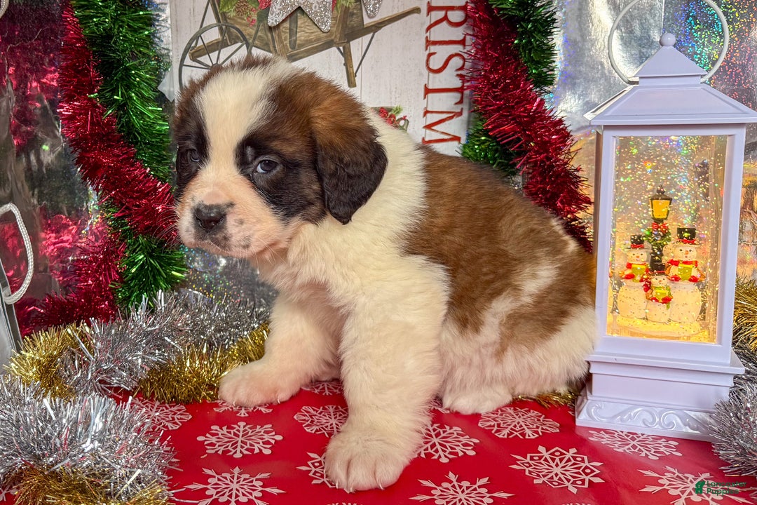 Saint Bernard dogs for sale: Matilda - Ad 2