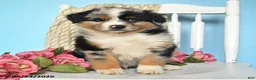 Miniature Australian Shepherd dogs for sale: Prince   - Ad 3