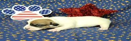 Jack Russell Terrier dogs for sale: Pax CKC male Delivery Available  - Ad 6