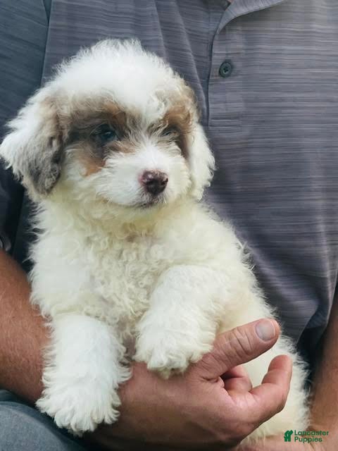 Mini Aussiedoodle dogs Biscuit Mini Aussiedoodle  - Ad 2