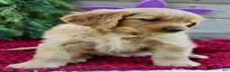 Golden Retriever dogs for sale: Allie - Ad 6