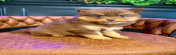 Pomsky dogs for sale: Heidi Jr. - Ad 3