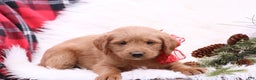 Labradoodle dogs for sale: Ella - Ad 2