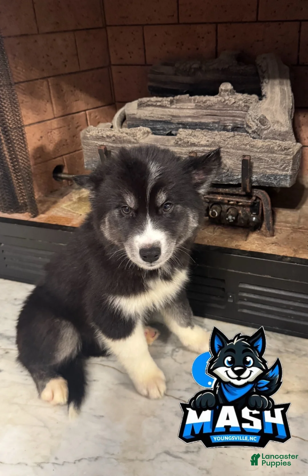 Siberian Husky dogs for sale: Apple - Ad 1
