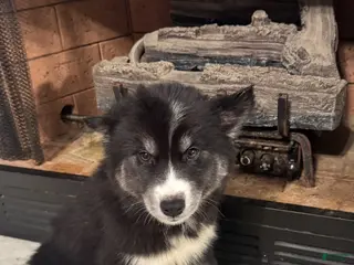 Siberian Husky dogs Siberian Husky Female 2 - Ad 14