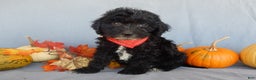 Sheepadoodle dogs for sale: Panda (medium) - Ad 33