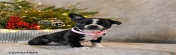 Boston Terrier dogs for sale: Candy - Ad 4