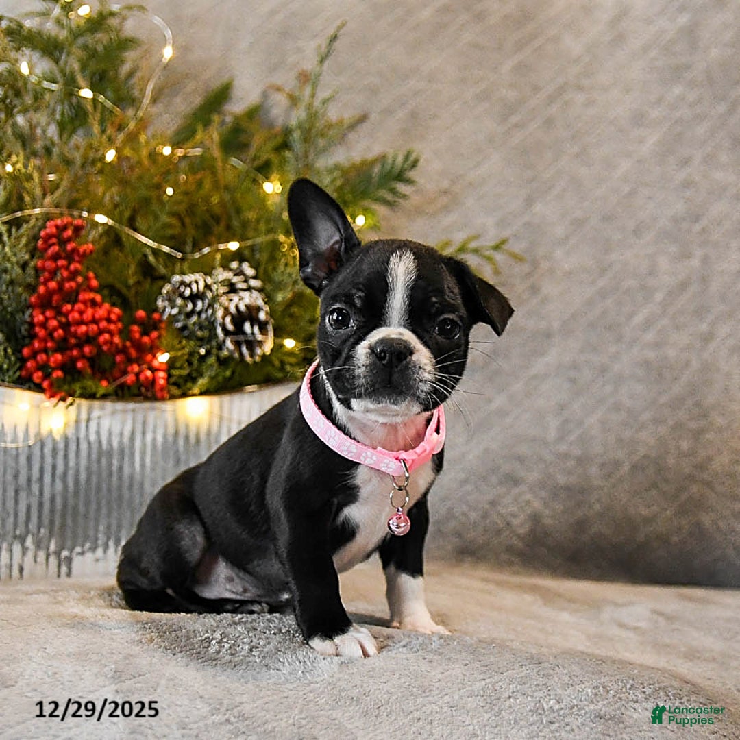 Boston Terrier dogs for sale: Candy - Ad 4