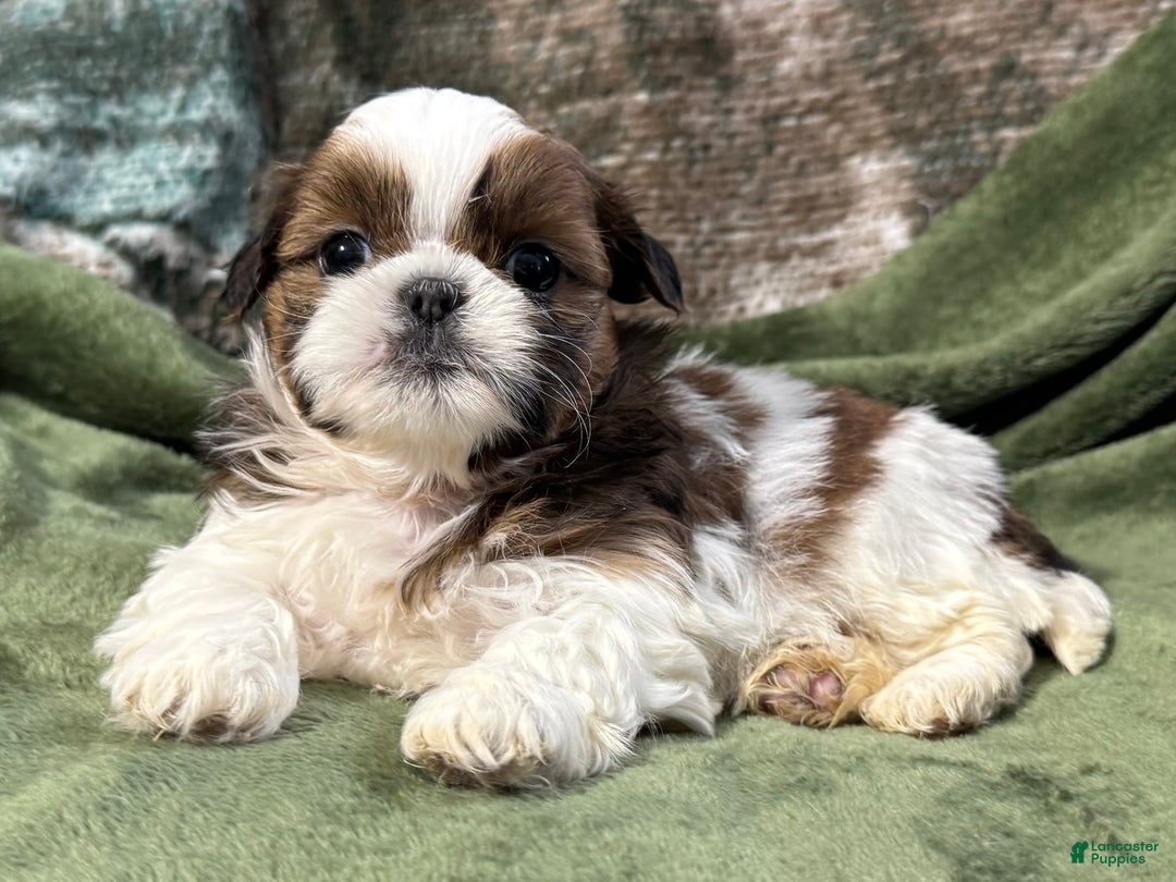 Shih Tzu dogs for sale: Delilah - Ad 2