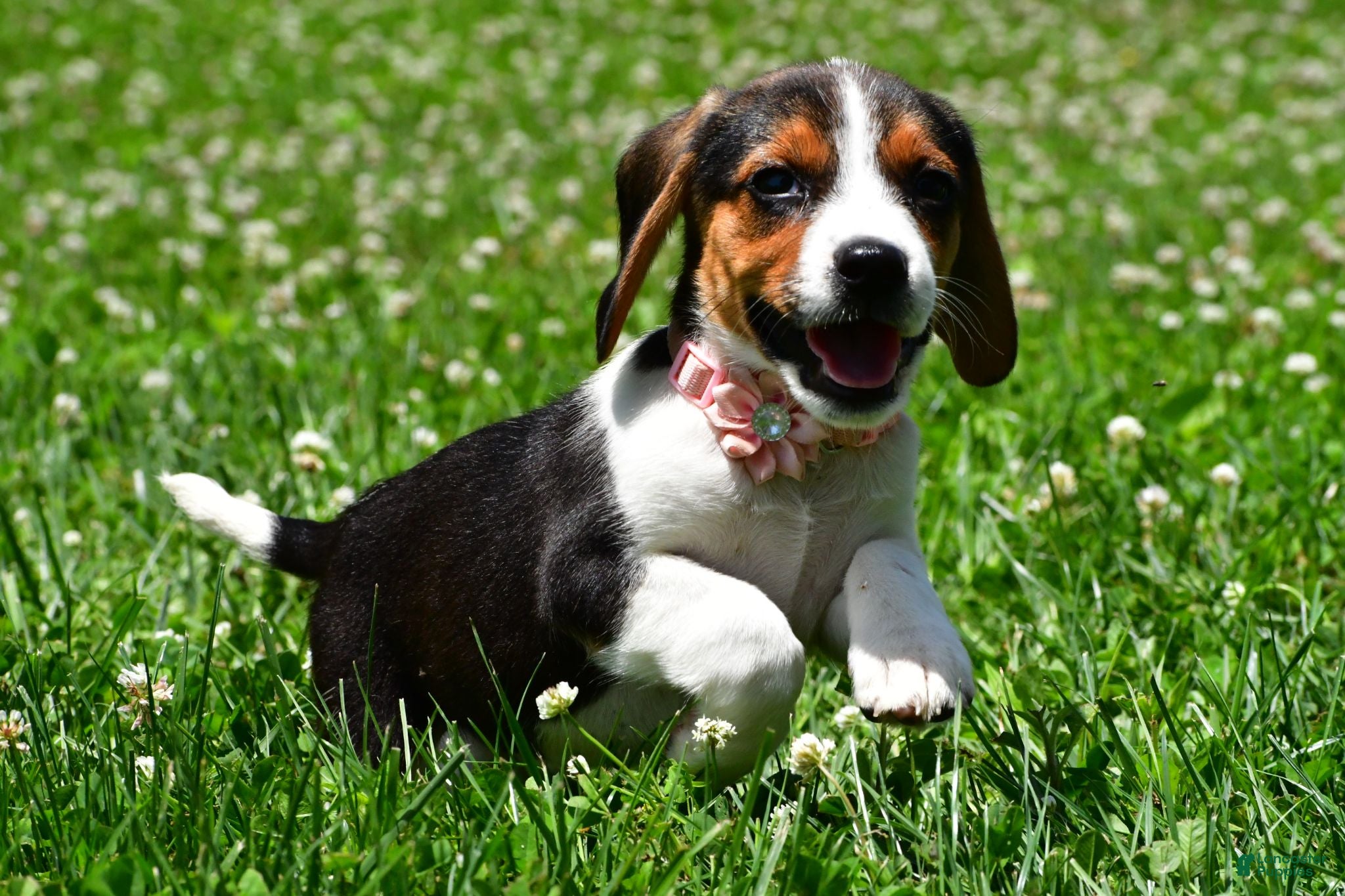 Beagle dogs Viola - Ad 2