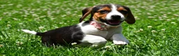 Beagle dogs for sale: Viola - Ad 2