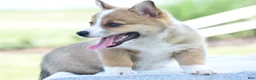 Welsh Corgi Pembroke dogs for sale: Carli - Ad 3