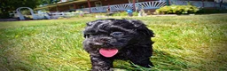 Havapoo dogs for sale: Isabella - Ad 21