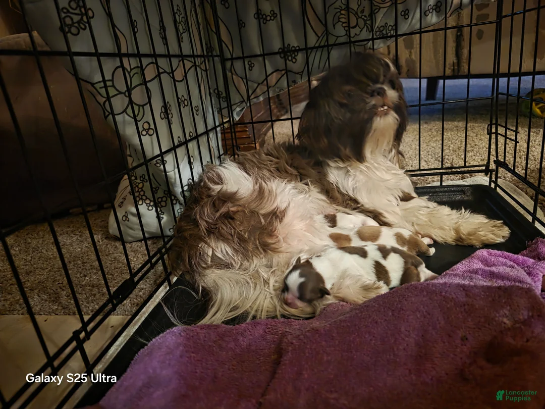 Shih Tzu dogs for sale: Shih Tzu Puppy 4 - Ad 2