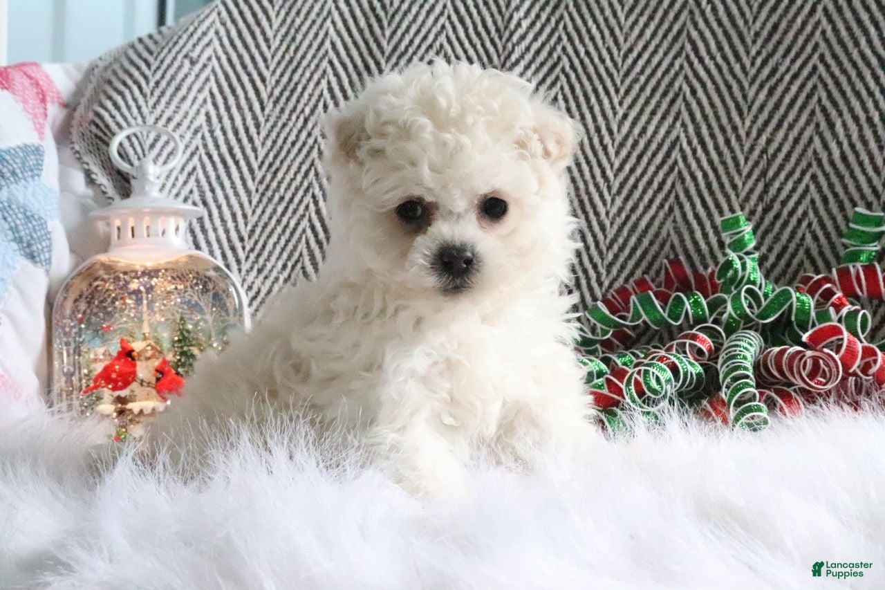 Pomapoo dogs Bella - Ad 9