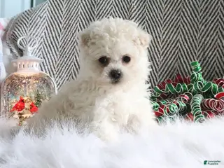 Pomapoo dogs Bella - Ad 29