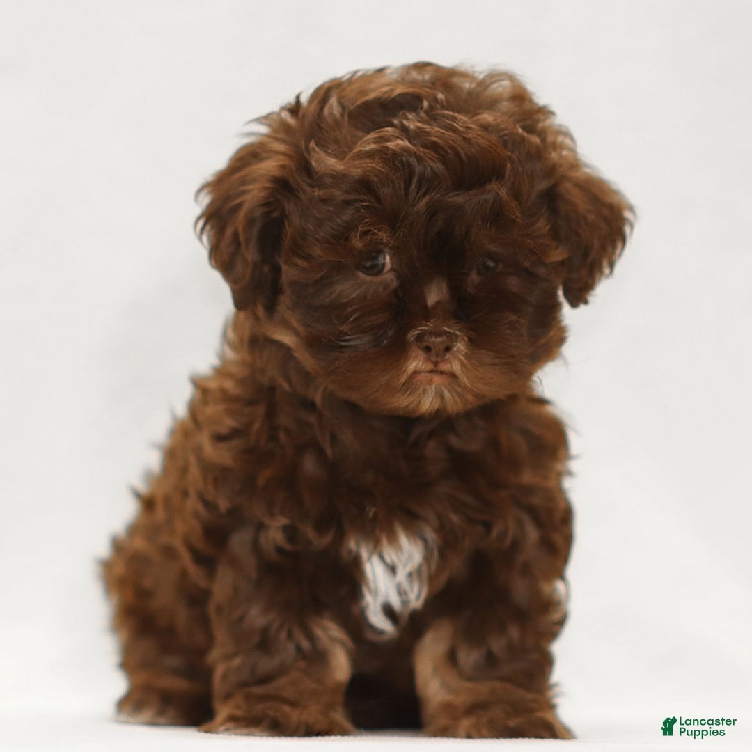 Teddy Bear dogs for sale: Buddy - Ad 1