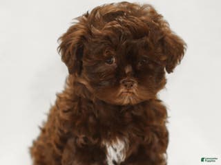 Teddy Bear dogs Buddy - Ad 36