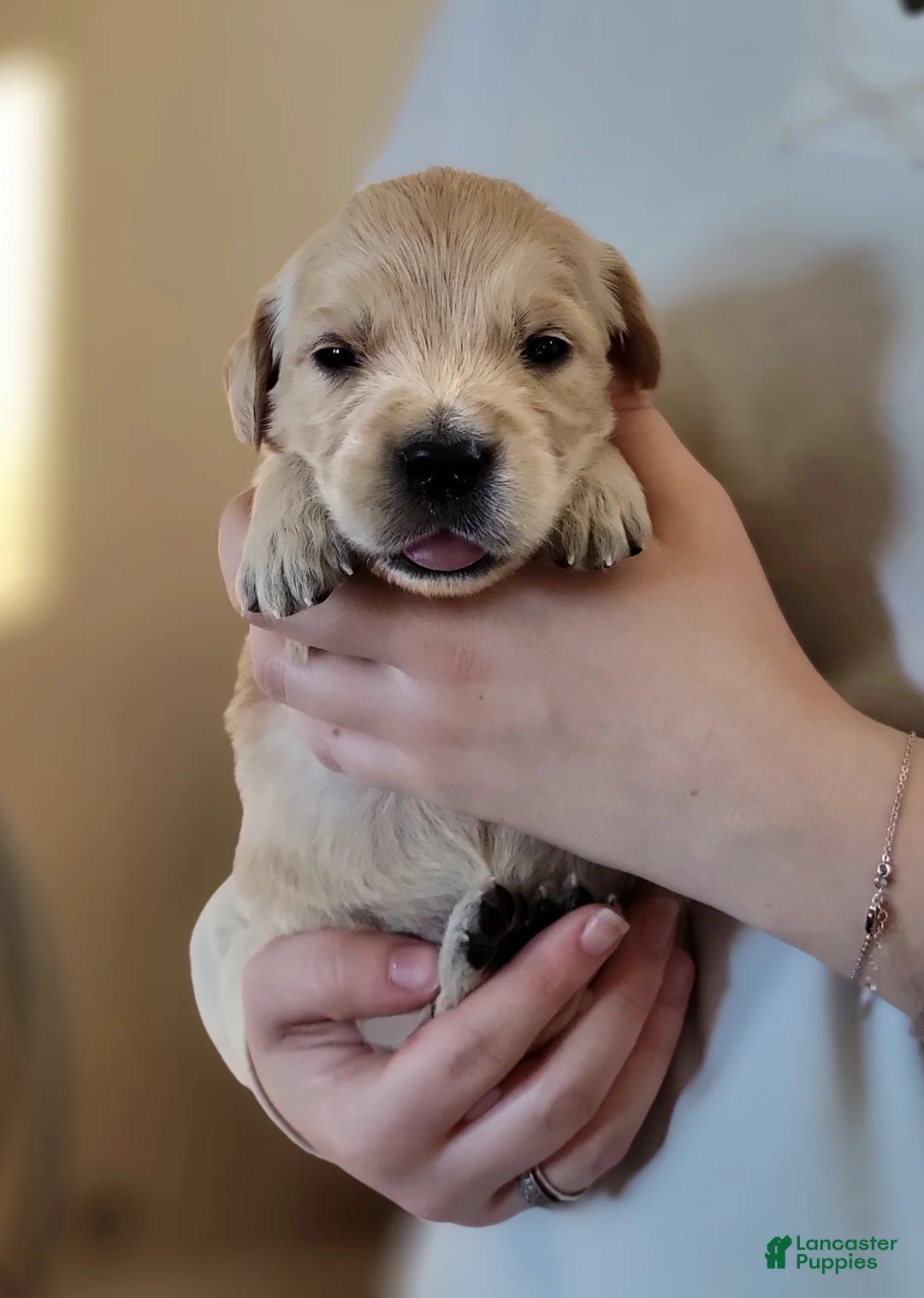 Golden Retriever dogs for sale: Cheerio - Ad 1