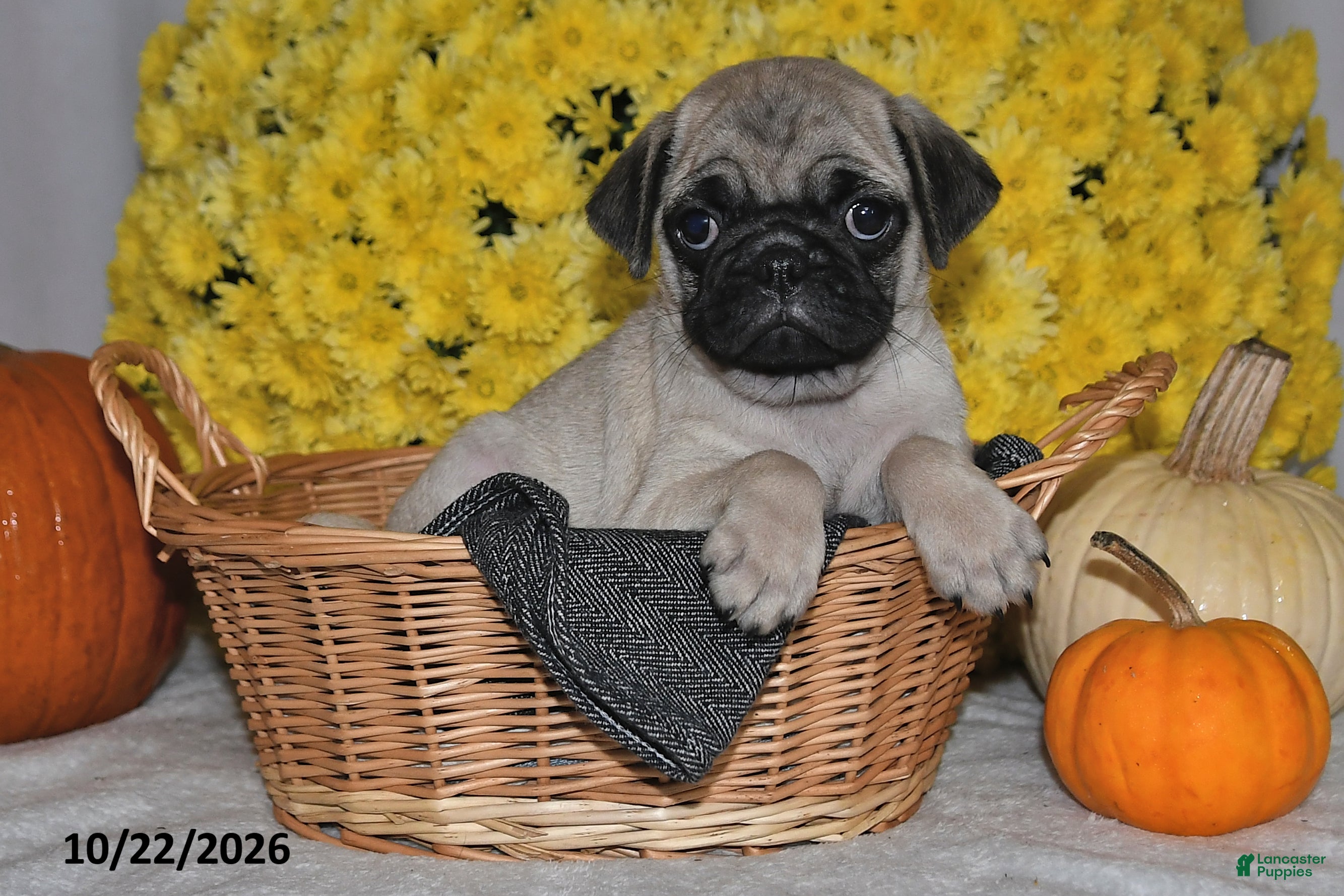 Pug dogs for sale: Scott - Ad 2