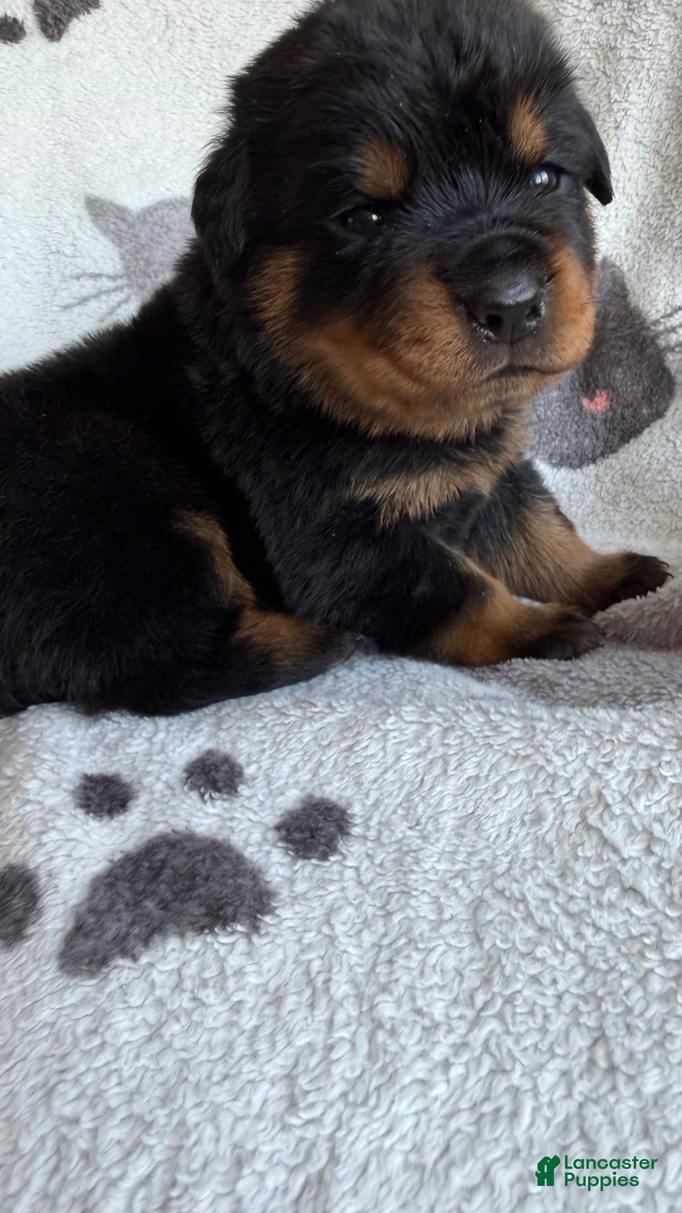 Rottweiler dogs Bruno - Ad 5