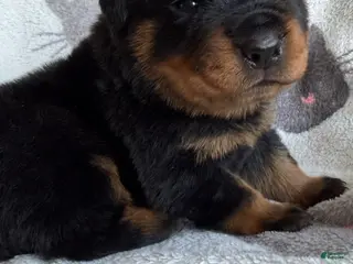 Rottweiler dogs for sale: Bruno - Ad 2