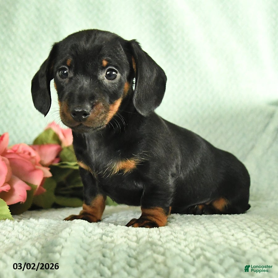 Dachshund dogs Gavin - Ad 2