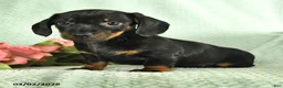 Dachshund dogs for sale: Gavin - Ad 2