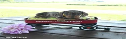 Miniature Dachshund dogs for sale: Brody - Ad 4