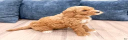 Mini Goldendoodle dogs for sale: Macy - Ad 4
