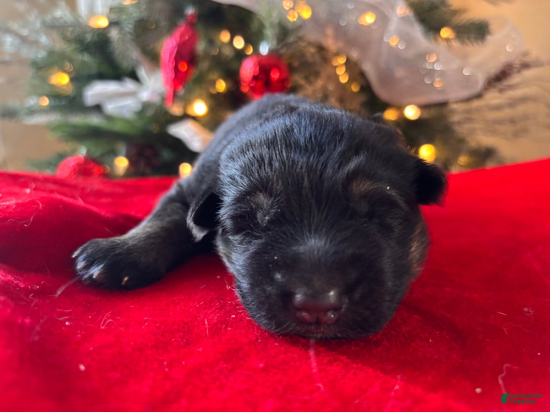 German Shepherd dogs for sale: Midnight  - Ad 1