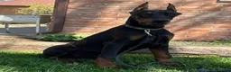 Doberman Pinscher dogs for sale: Vick - Ad 6