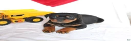 Rottweiler dogs for sale: Admiral - Ad 3