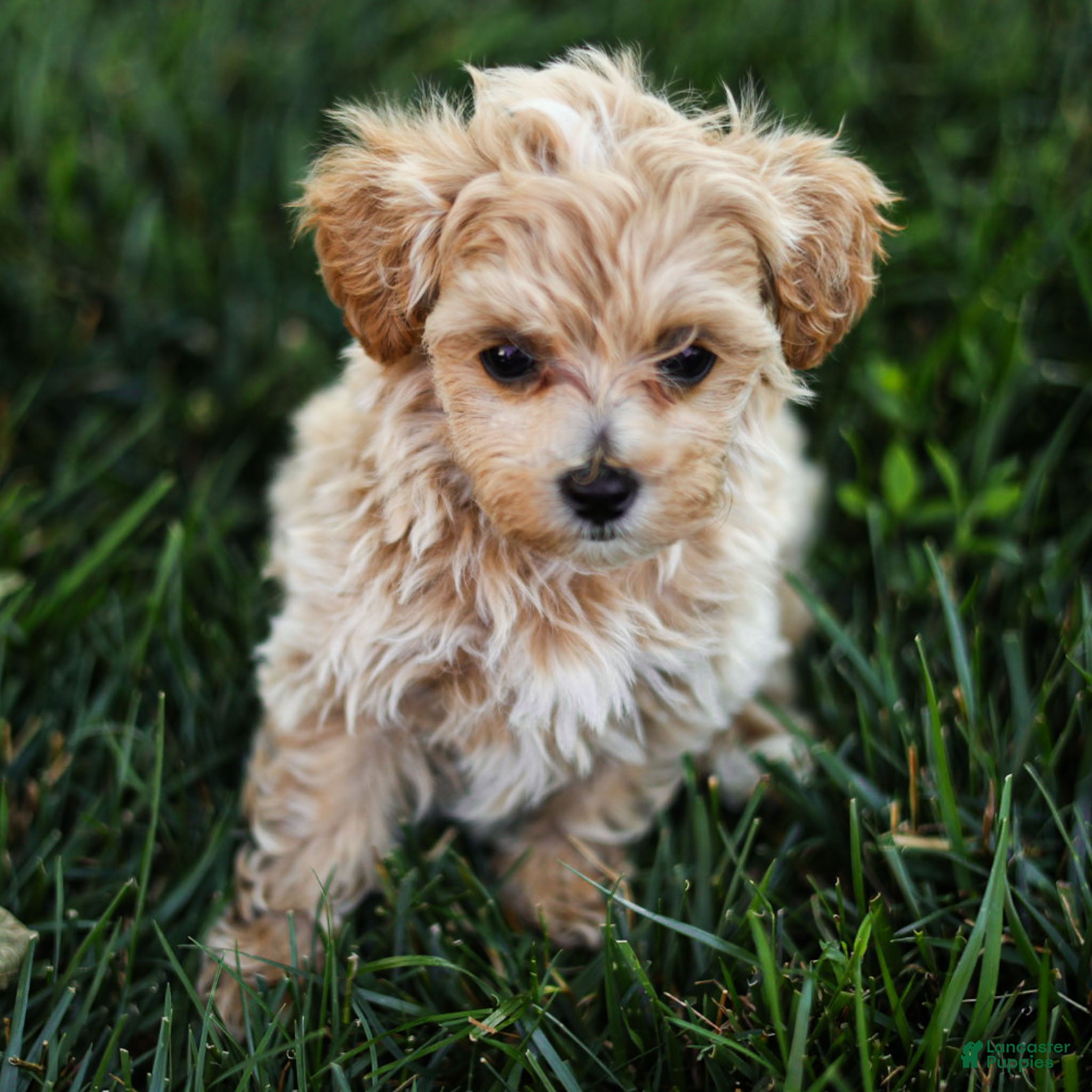 Maltipoo dogs Mac Maltipoo Puppy  - Ad 2