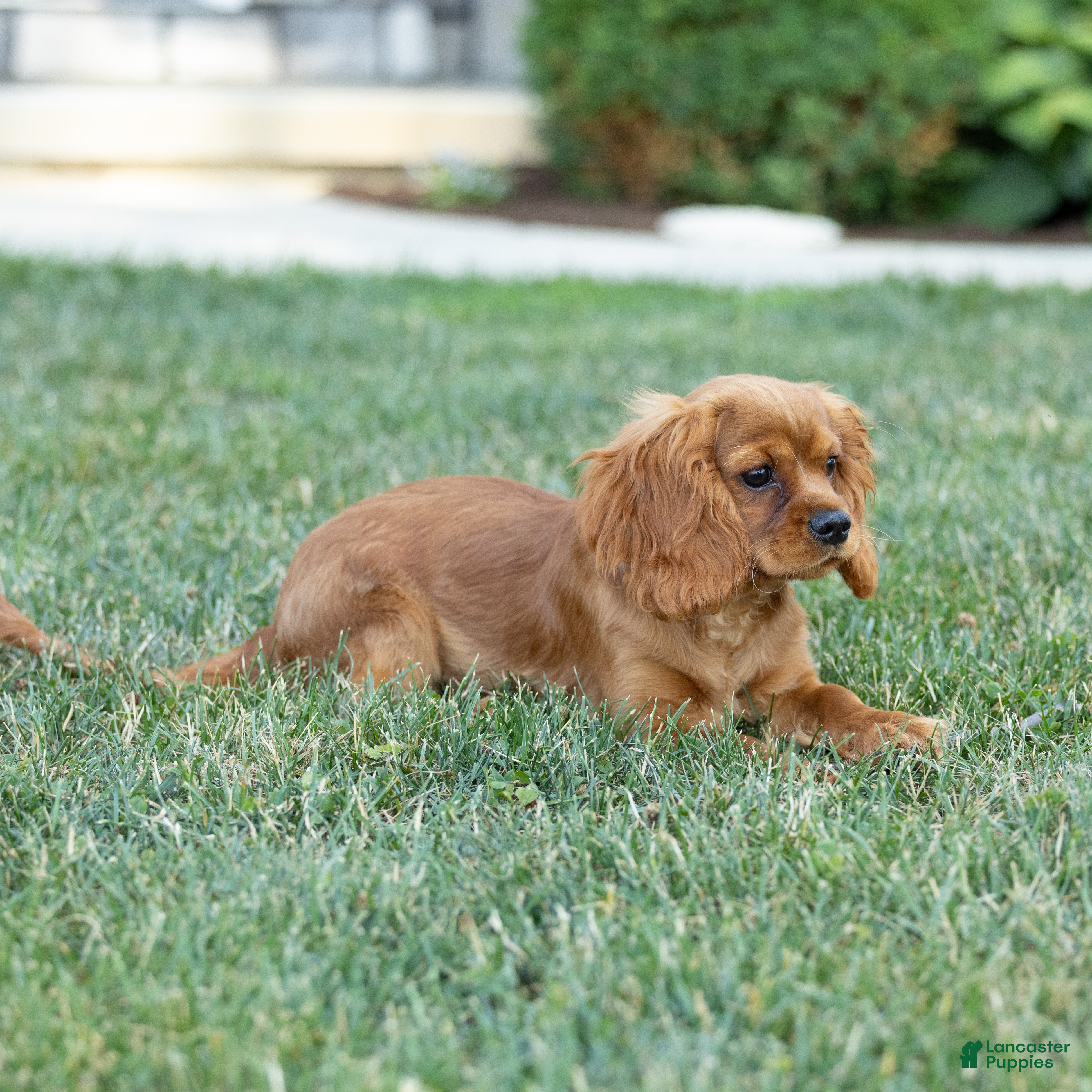 Cavalier King Charles Spaniel dogs Rusty - Ad 2