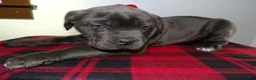 Cane Corso dogs for sale: Cane Corso Puppy 3 Rachell - Ad 4