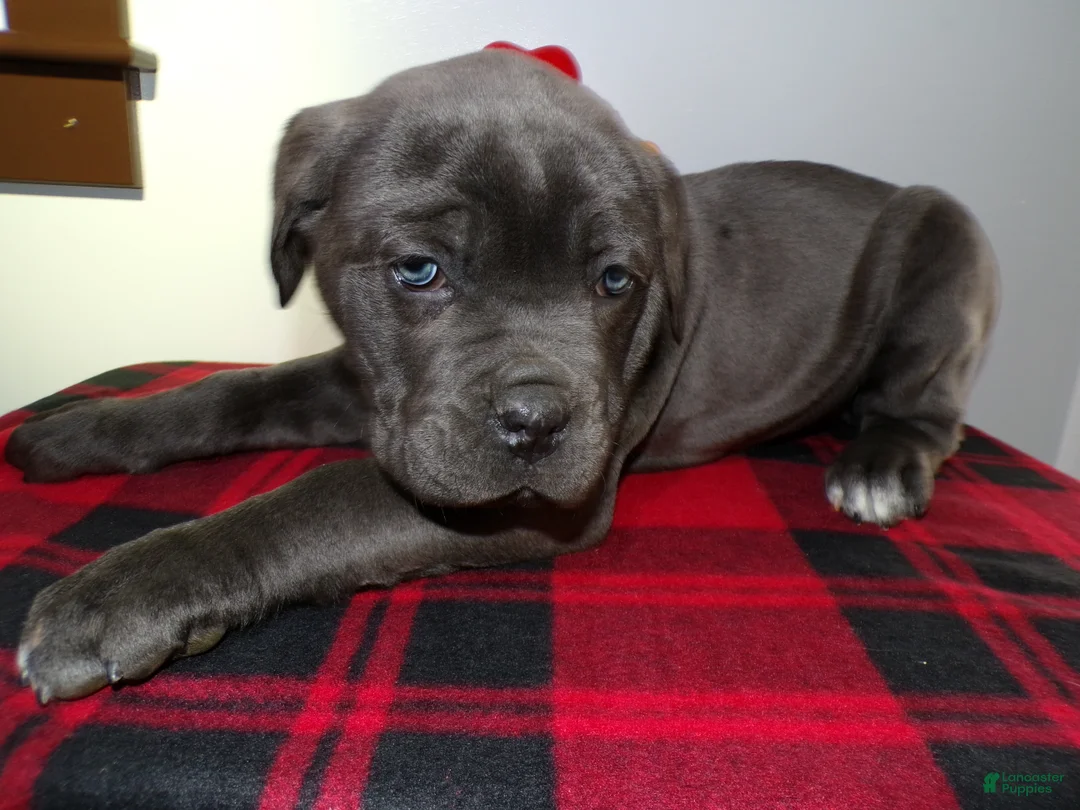 Cane Corso dogs for sale: Cane Corso Puppy 3 Rachell - Ad 4