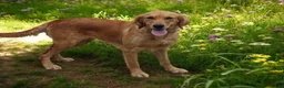 Golden Retriever dogs for sale: Pumpernickel  - Ad 11