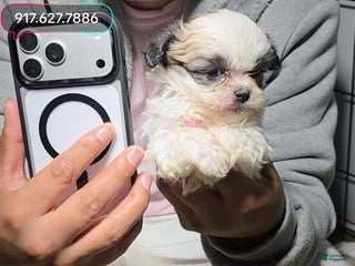 Maltipoo dogs - Ad 29