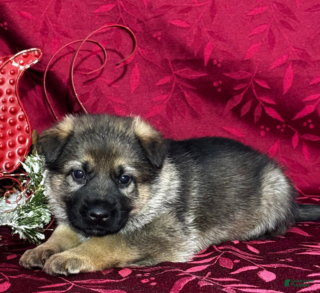 German Shepherd dogs for sale: Oakley - Ad 7