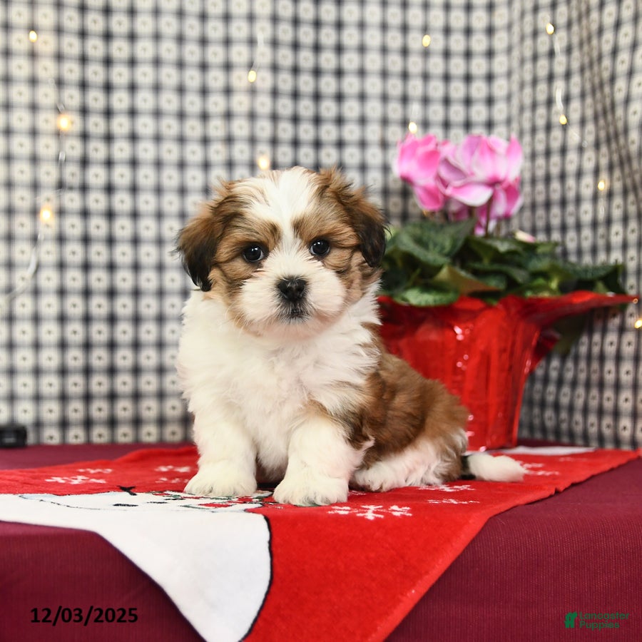 Malshi dogs Happy - Ad 32