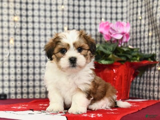 Malshi dogs Happy - Ad 5